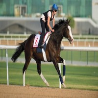 3 خيول تحمل آمال اللقب الإماراتي الـ 11 في «كأس دبي العالمي»