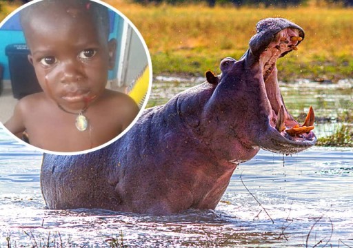 أوغندا.. إنقاذ طفل ابتلع فرس النهر نصف جسده