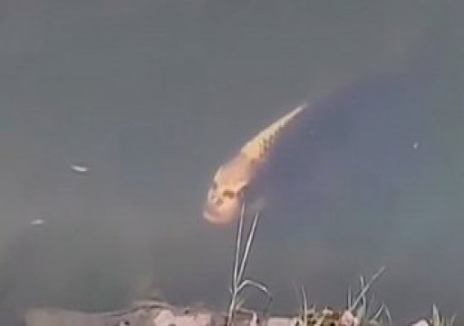 بالفيديو.. سمكة بوجه إنسان تثير جدلا في الصين