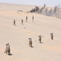 قوات كويتية تتدرب على صد اقتحام المراكز الحدودية