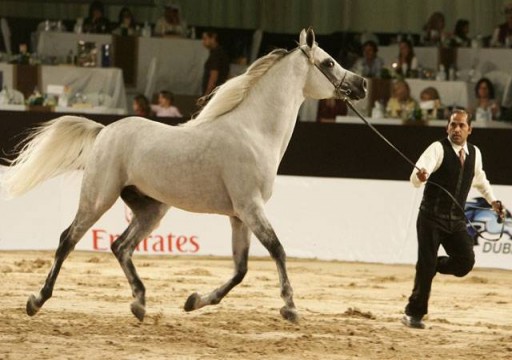 اليوم.. انطلاق بطولة الإمارات لمربي الخيول العربية في أبوظبي