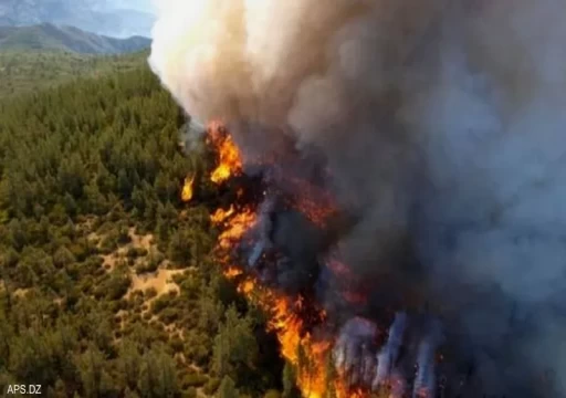‎الإمارات تتضامن وتعزي الجزائر في ضحايا حرائق الغابات