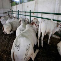 بلومبرغ: قطر تستورد من أمريكا 3 آلاف بقرة لمواجهة نقص إنتاج الحليب