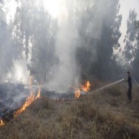 صحيفة: بالونات غزة تحرق ثلاثة آلاف دونم في إسرائيل خلال يوم واحد