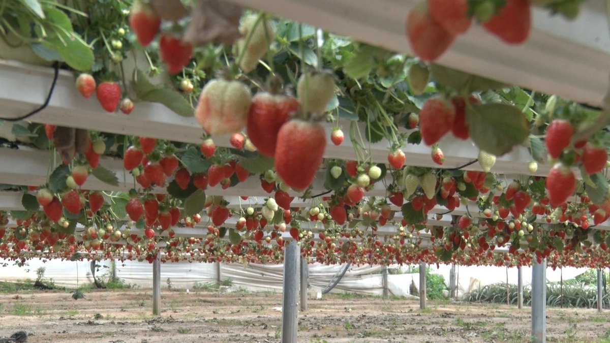 غزة تصدر أول شحنة فراولة إلى الكويت لتحسين أوضاع المزارعين