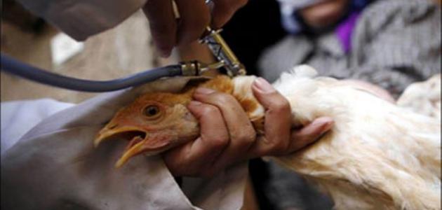 حظر استيراد الطيور الحية من هولندا بسبب إنفلونزا الطيور