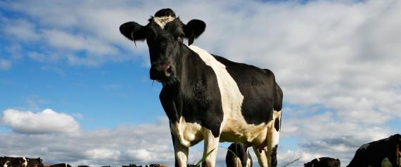 دراسة تجيب.. هل تنجح الأبقار في إنقاذ البشرية من الإيدز؟