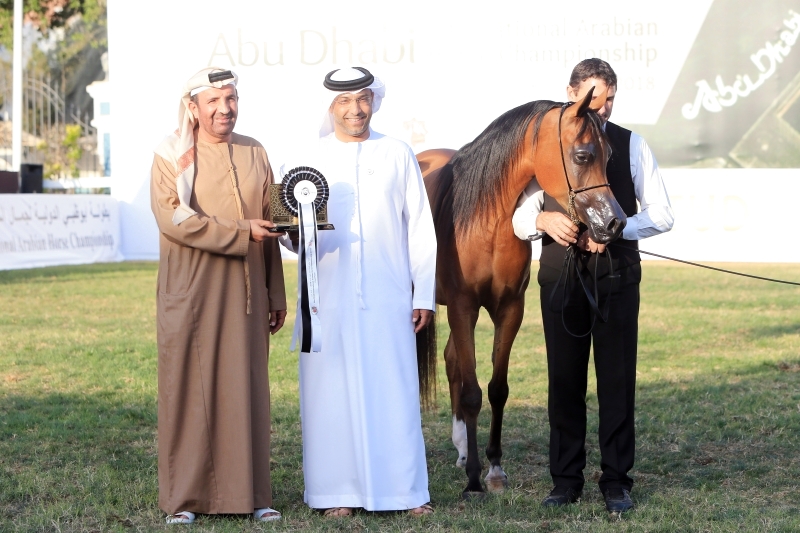 مربط عجمان يسجل أعلى معدل نقاط في «دولية أبوظبي للخيول»