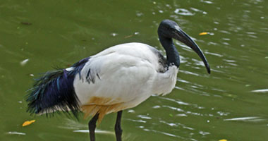 طائر الدرونجو يسرق الطعام بخدع بارعة