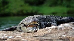 امرأة وزنها 120 كيلوغرام تقع على تمساح فتصيبه بجروح