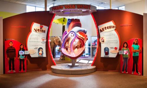 دراسة: المحافظة على سلامة القلب في الصغر تؤثر على صحة المخ في الكبر