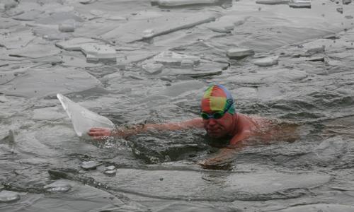  "أفيال البحر" يقضون 40 ساعة في الماء البارد 