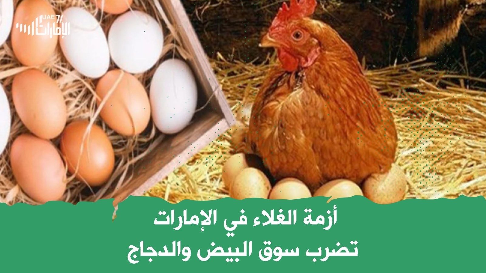 أزمة الغلاء في الإمارات تضرب سوق البيض والدجاج